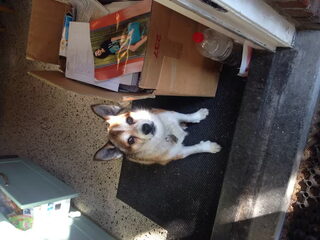 Foto 2 van een Noorse lundehond