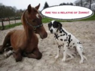 Foto 5 van een Dalmatische hond