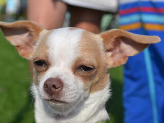 Foto 5 van een Chihuahua, korthaar