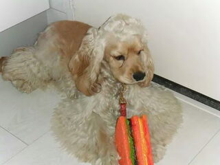 Foto 5 van een Amerikaanse Cockerspaniel