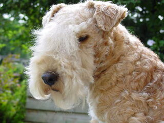 Foto 4 van een Lakeland Terrier