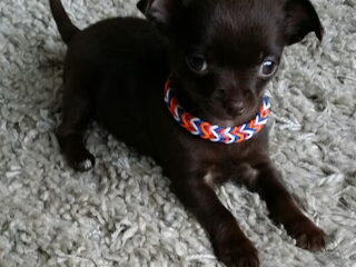 Foto 4 van een Chihuahua, korthaar