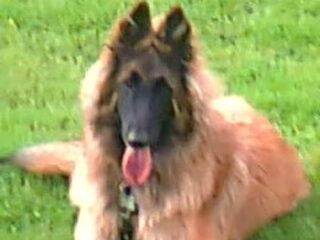 Foto 5 van een Tervuerense Herder