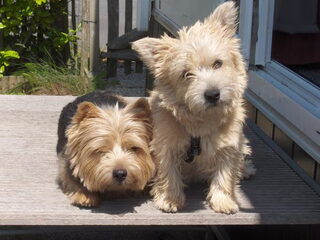 Foto 2 van een Norwich Terrier