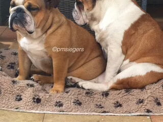 Foto 5 van een Engelse Bulldog