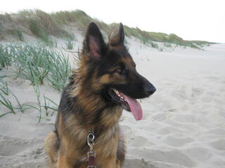 Foto 5 van een Duitse Herdershond Langstokhaar