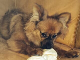 Foto 3 van een Keeshond, Dwerg