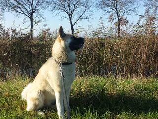 Foto 5 van een American Akita