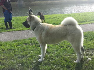 Foto 2 van een Great Japanese Dog
