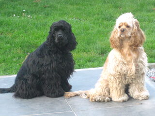 Foto 4 van een Amerikaanse Cockerspaniel
