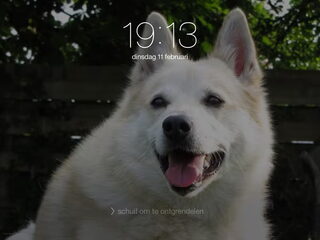 Foto 3 van een Noorse Buhund
