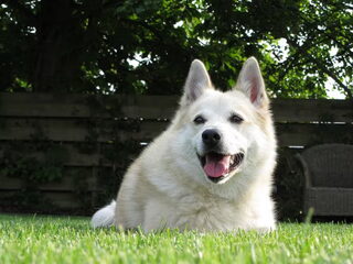 Foto 2 van een Noorse Buhund