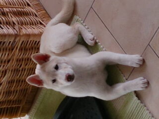 Foto 2 van een Shiba Inu