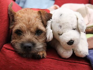 Foto 4 van een Border Terrier
