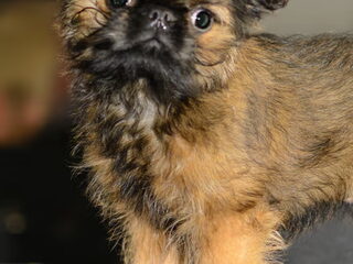 Foto 4 van een Griffon Bruxellois