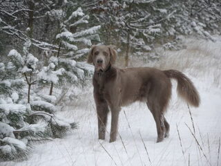 Foto 3 van een Weimaraner, langhaar