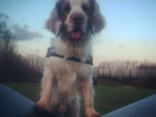 Foto 2 van een Clumber Spaniel