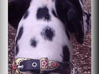 Foto 4 van een Dalmatische hond