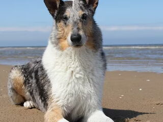 Foto 4 van een Schotse Herdershond, Korthaar