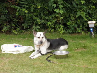 Foto 5 van een Saarlooswolfhond