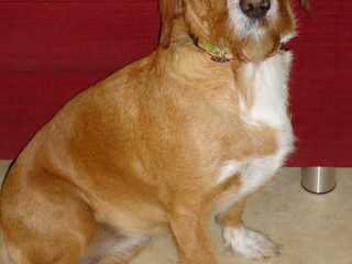 Foto 5 van een Basset Fauve de Bretagne
