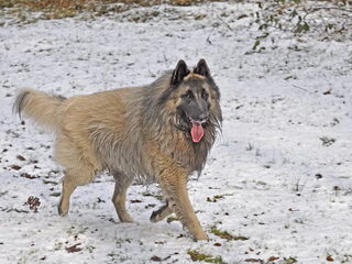 Foto 4 van een Tervuerense Herder