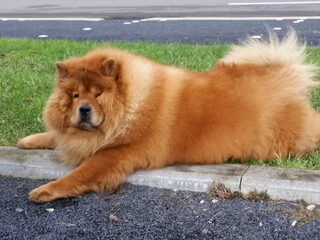 Foto 5 van een Chow chow