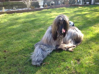 Foto 4 van een Afghaanse Windhond
