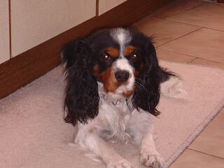 Foto 5 van een King Charles Spaniel