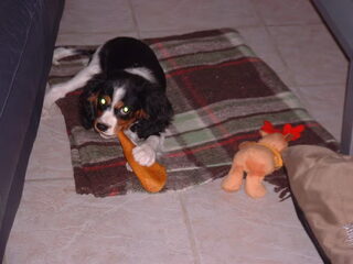 Foto 4 van een King Charles Spaniel