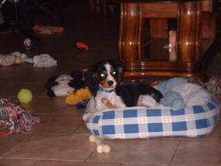 Foto 3 van een King Charles Spaniel