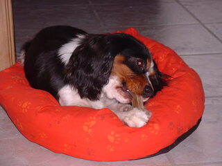 Foto 2 van een King Charles Spaniel