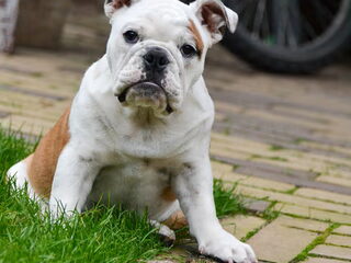 Foto 4 van een Engelse Bulldog