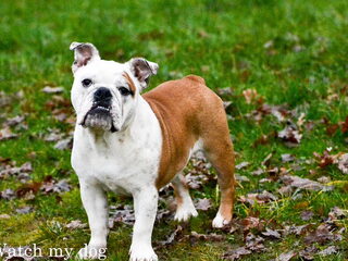 Foto 3 van een Engelse Bulldog