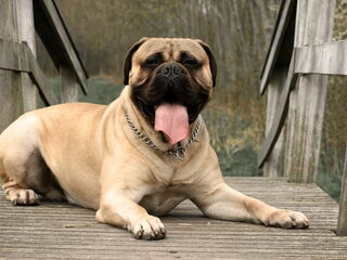 Foto 5 van een Bullmastiff