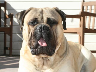 Foto 4 van een Bullmastiff