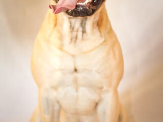 Foto 3 van een Bullmastiff