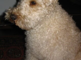 Foto 3 van een Lakeland Terrier