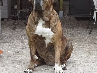 Foto 2 van een Fila Brasileiro