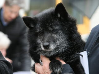 Foto 3 van een Schipperke
