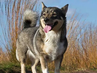 Foto 3 van een Vastgotaspets