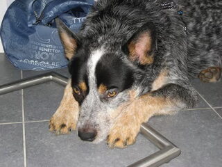 Foto 4 van een Australian Cattle Dog