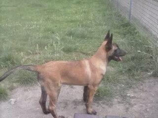 Foto 5 van een Mechelse Herder