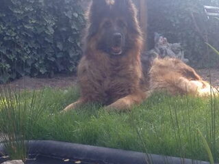 Foto 2 van een Duitse Herdershond Langstokhaar