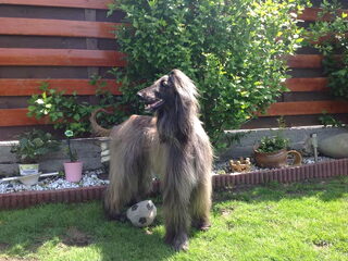 Foto 3 van een Afghaanse Windhond