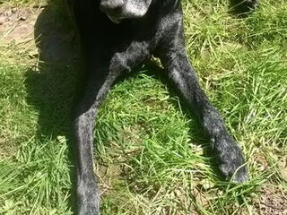 Foto 2 van een Duitse Staande Hond, Korthaar