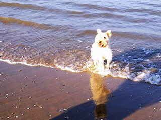 Foto 2 van een Lakeland Terrier