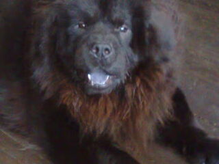 Foto 4 van een Chow chow