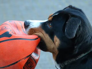 Foto 5 van een Entlebucher Sennenhond