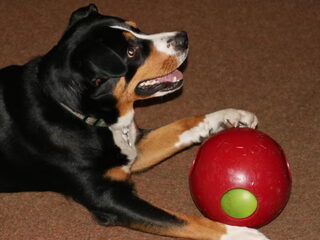 Foto 4 van een Entlebucher Sennenhond